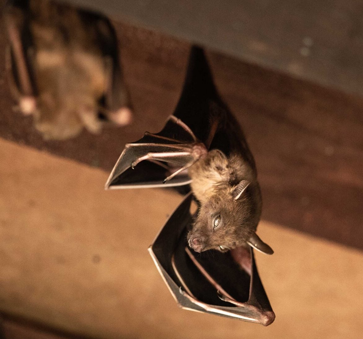 Expert bat removal services for a safe and humane solution in Senoia